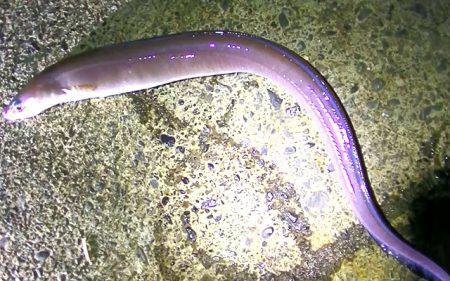 カマスの泳がせで、コウイカ、ダツ、アナゴが釣れました！